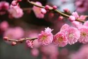 开云APP-包含梅因茨客场胜出！逆风翻盘取得宝贵三分的词条