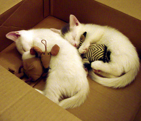 久保建英爆发闪耀足坛，委内瑞拉横扫巴拉圭展雄风