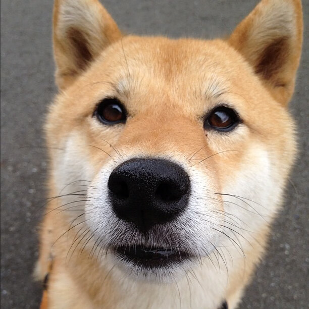 个人英雄主义难敌战术碾压，弗拉霍维奇闪光夜不敌拜仁埃及战车式火力覆盖