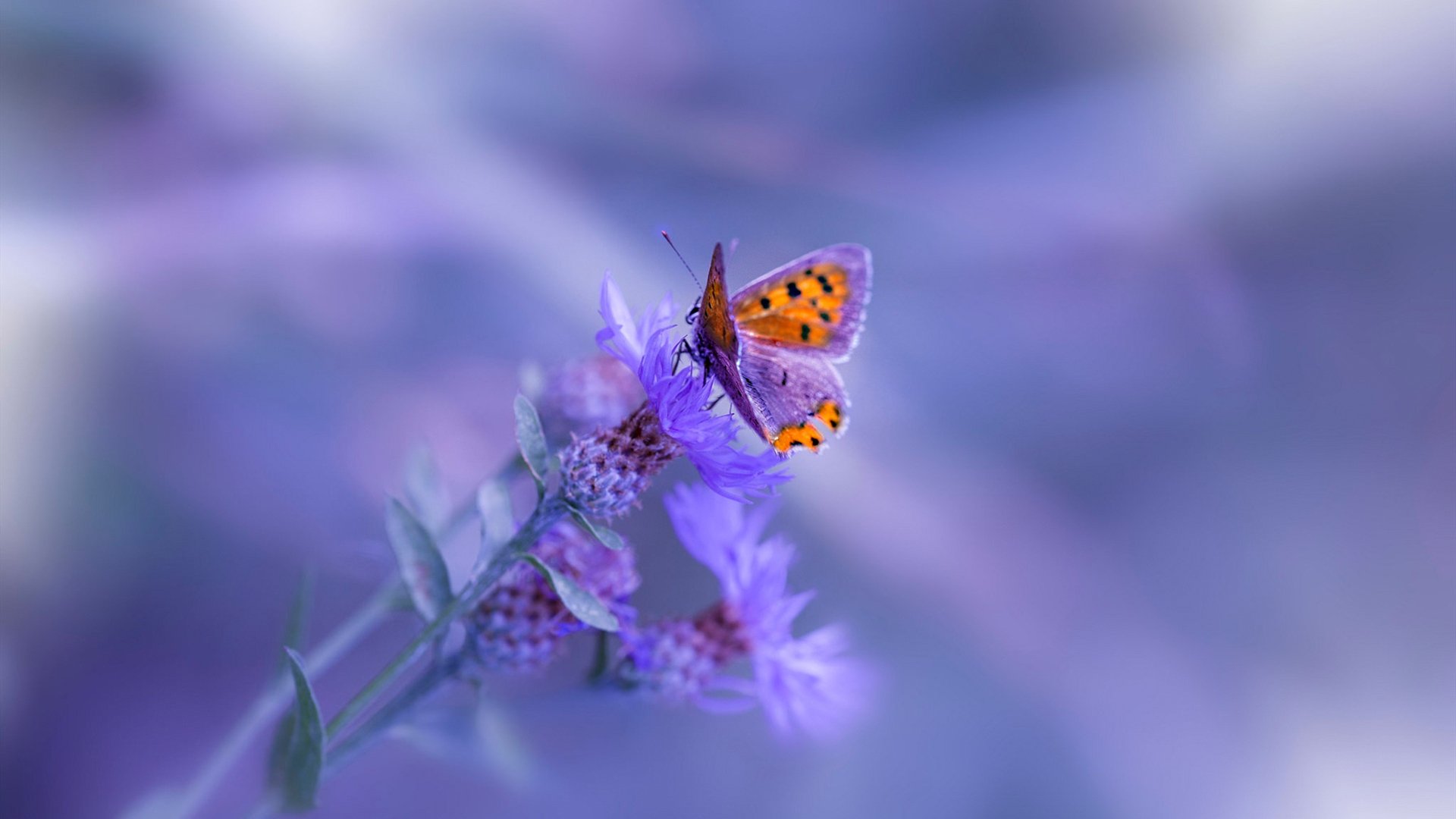 魔都逆袭之夜,当上海队掀翻勇士王朝,杰伦格林书写草根传奇