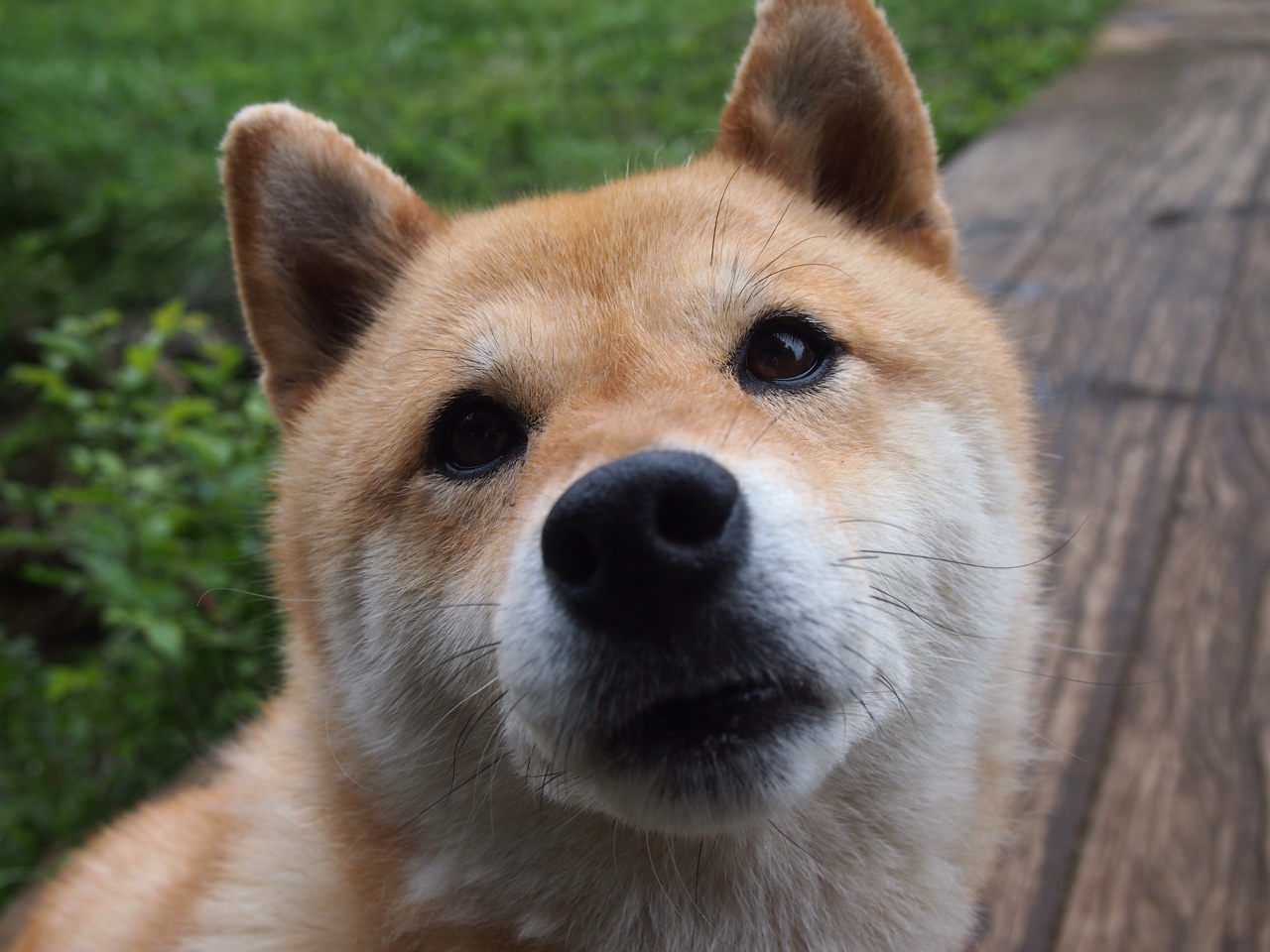 独行侠主场击溃森林狼,保罗·乔治全能表现堪称教科书