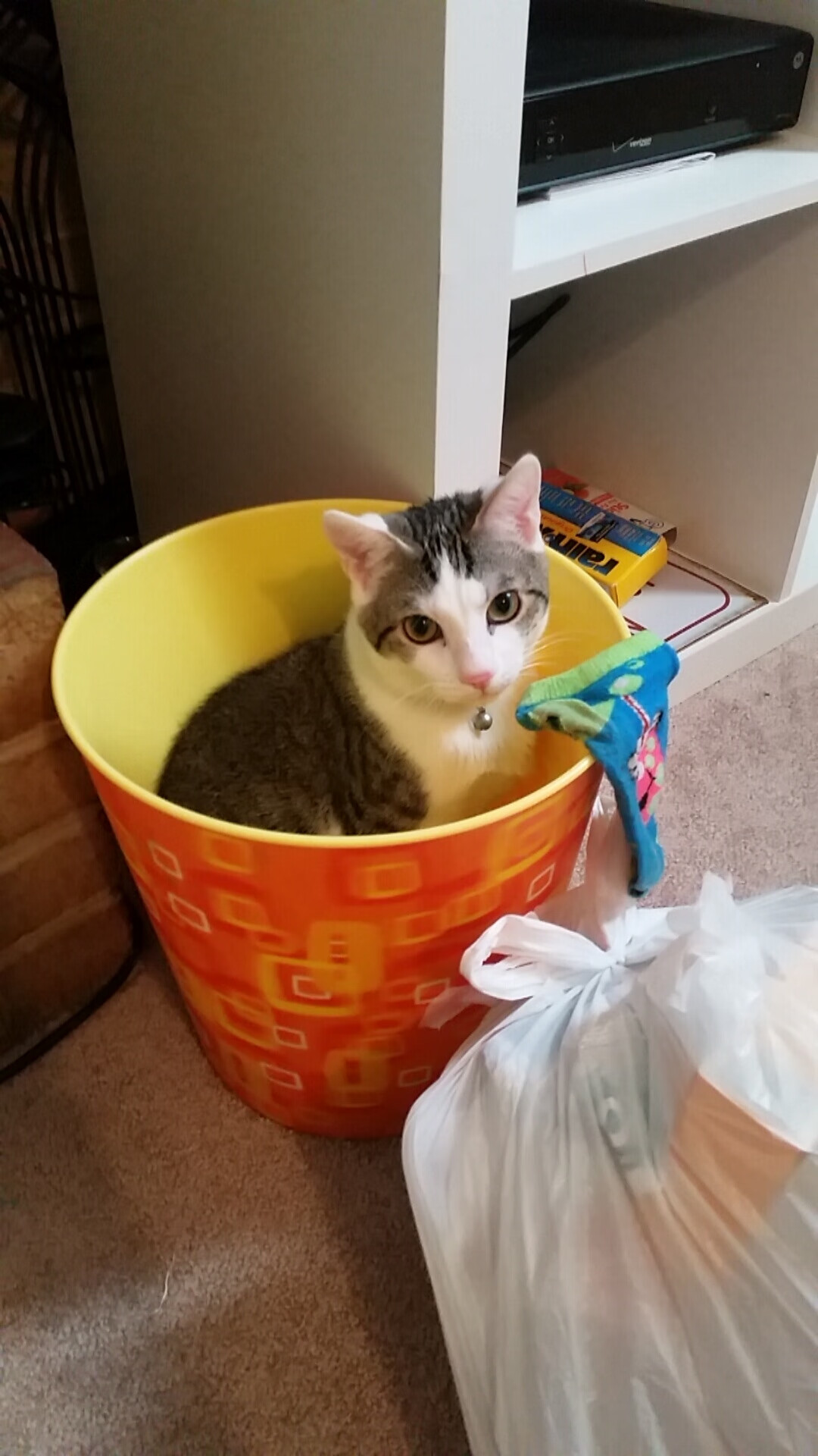 双线战场，亚洲之光的深圳与雄鹿出笼的字母哥