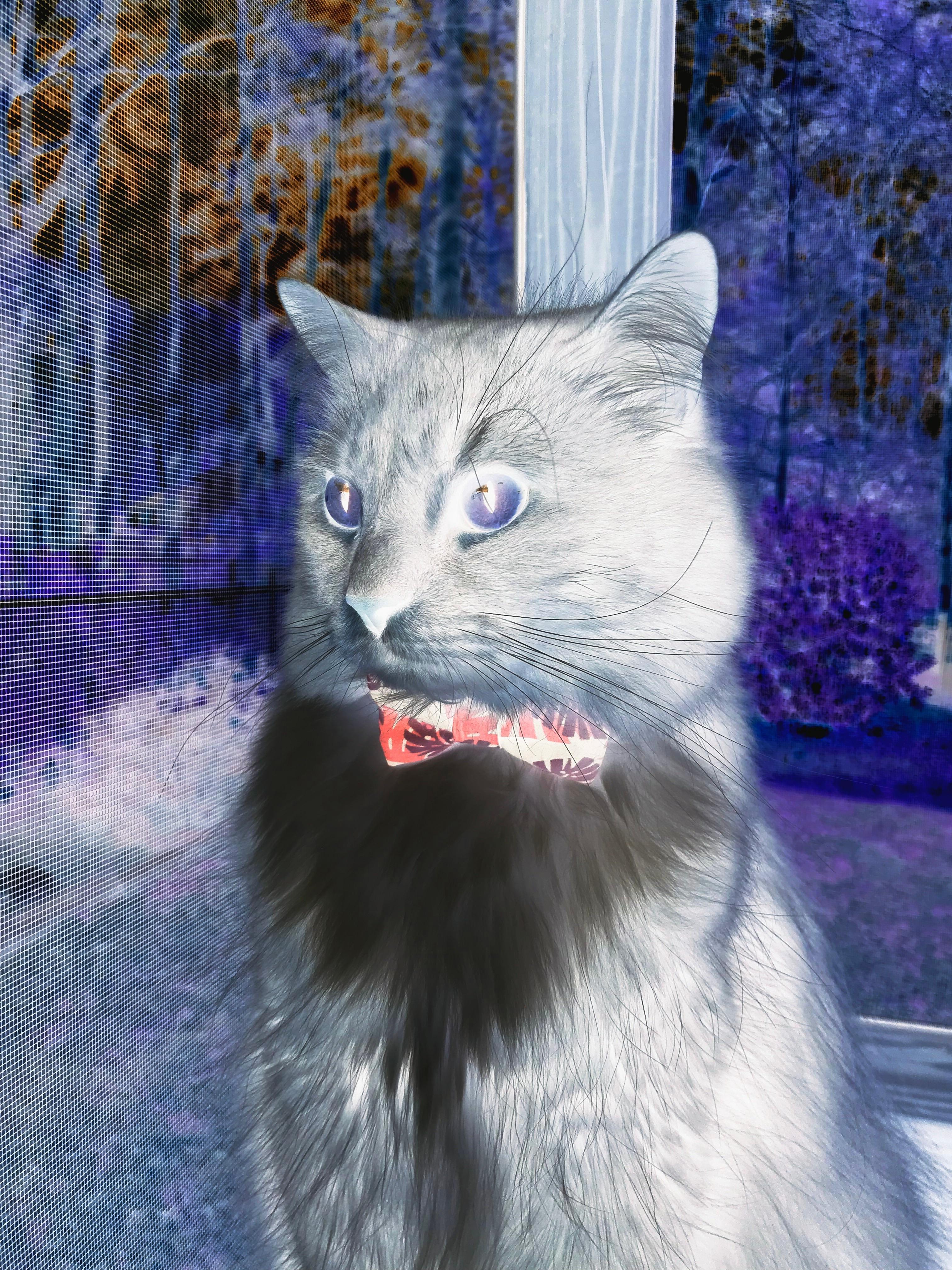 天才的轰鸣与团队的洪流,加维爆发与塞内加尔的决胜一节