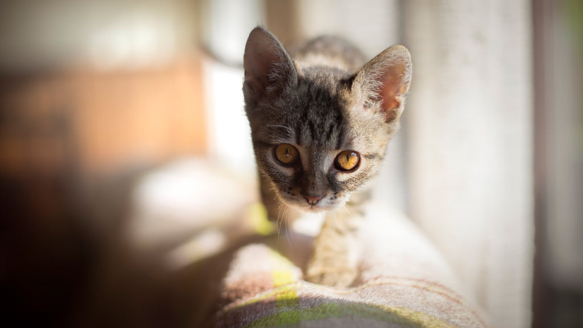 最后三秒,湾区飞鲨撕裂新奥尔良夜空—西亚卡姆45°角绝杀鹈鹕记