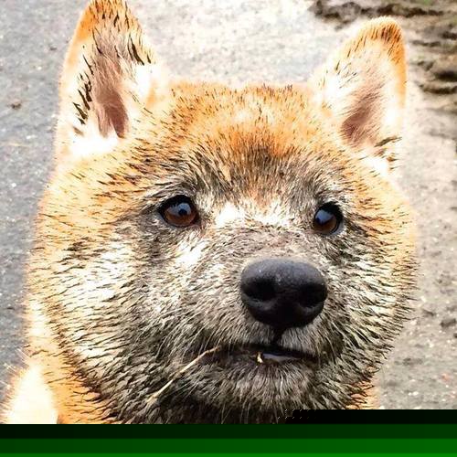 意式锁链与伊比利亚风暴，当皇家社会用决胜局的艺术带走巴萨