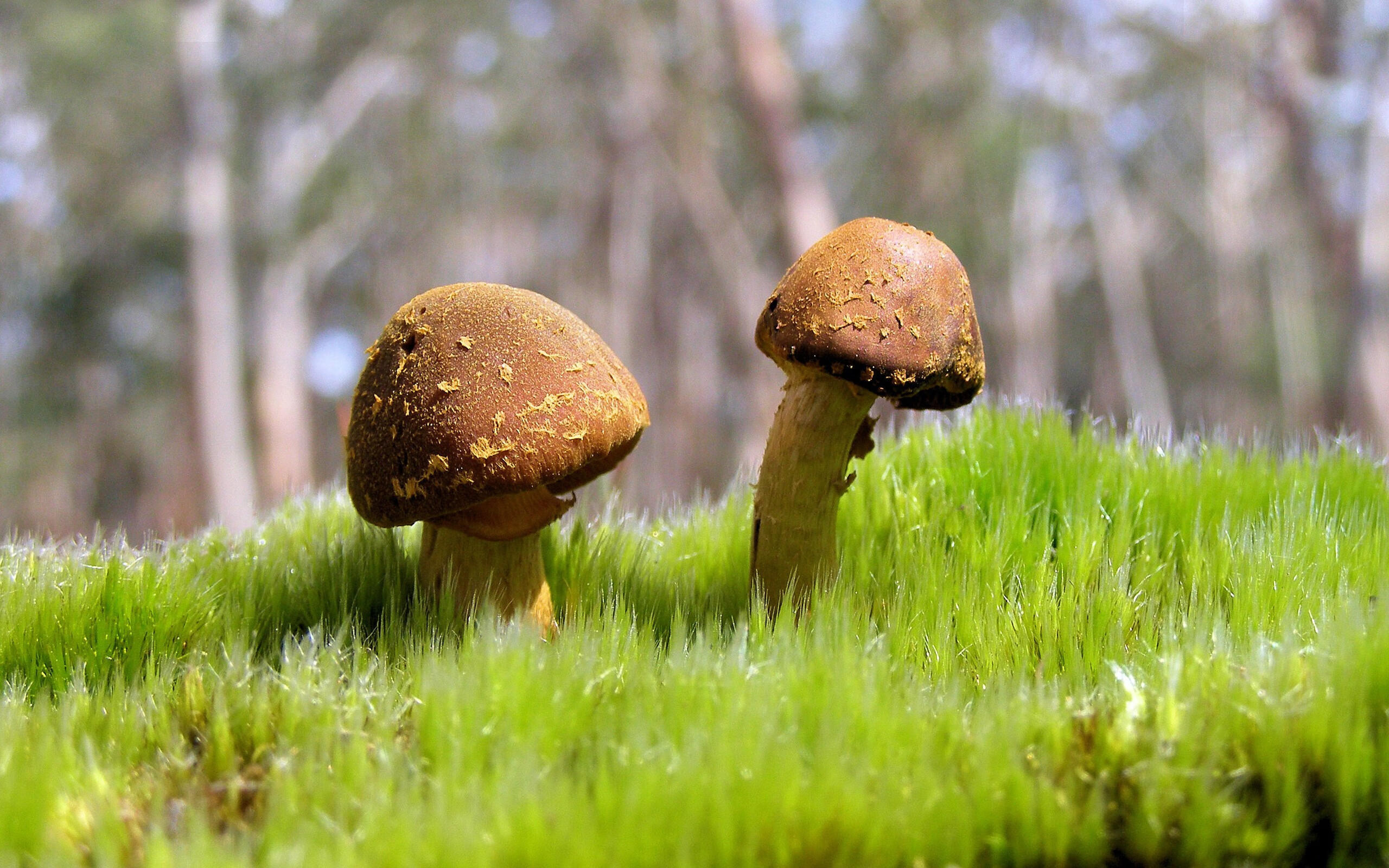 墨西哥旋风席卷欧洲!欧冠半决赛马赛惊天逆转晋级