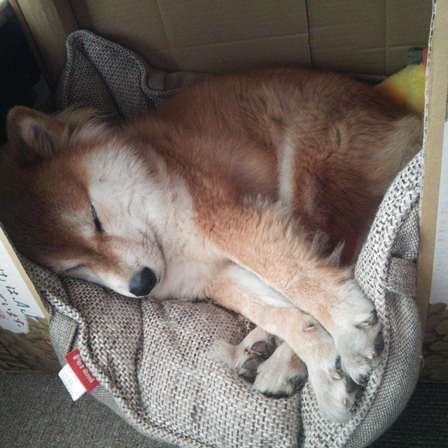 末节沙尘暴,马克西如何用窒息防守撕裂独行侠的冠军蓝图