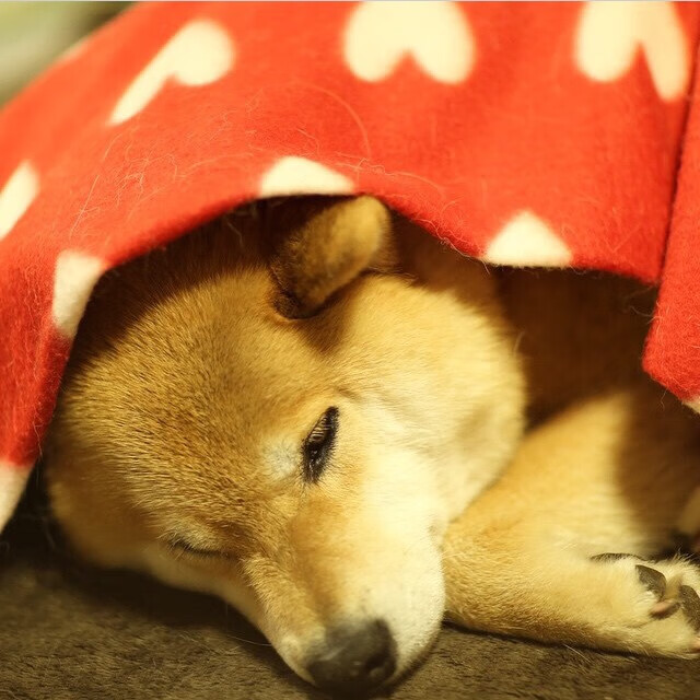 非洲雄狮的怒吼,楚阿梅尼引领摩洛哥历史性碾压澳大利亚,世界杯格局再添变数