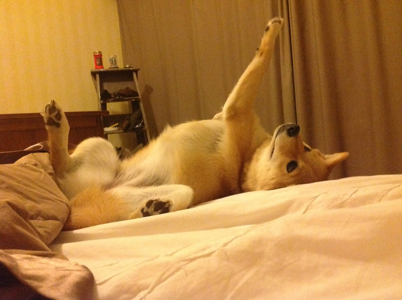 摩洛哥惊天逆转墨西哥，卢卡库压制级发挥统治赛场—世界杯小组赛风云再起